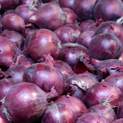 Cebula Redesco F1 250 tys. nasion precyzja st